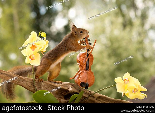 red squirrel with a violin with orchids around