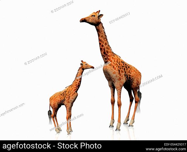 the giraffe and baby giraffe