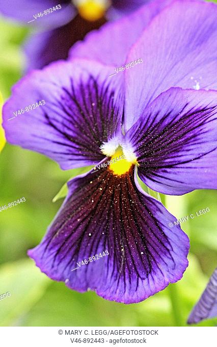 Purple dogface pansy. Purple pansy with black dogface against green background. Perfect edge garden flower for  early and late spring with long blooming season