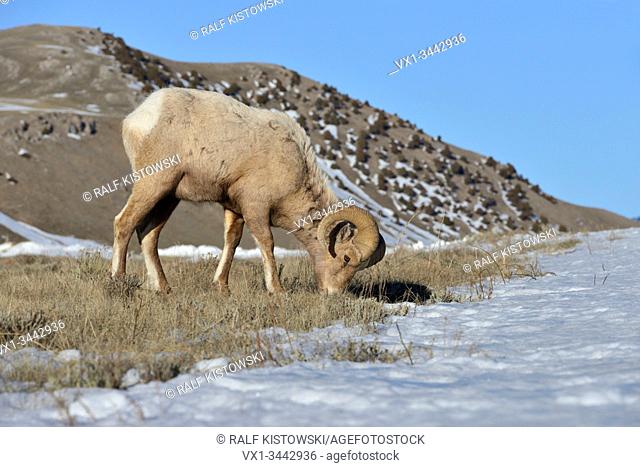 Rocky Mountain Bighorn Sheep / Dickhornschaf ( Ovis canadensis ), ram in winter, feeding on grasses between the snow, Yellowstone area, USA.