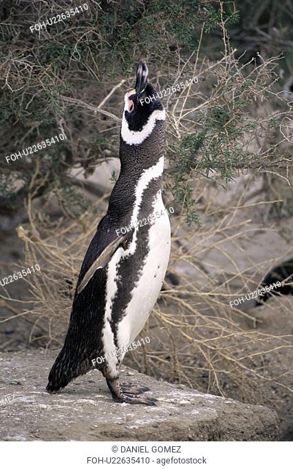 Magellanic Penguin Spheniscus magellanicus male calling as territorial display. Punta Tombo Natural Reserve, Chubut Province, Argentina