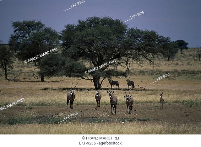 A group of gemsboks at Kalahari Transfrontier Park, South Africa, Africa