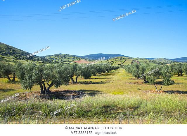 Olive grove. Campo de Calatrava, Ciudad Real province, Castilla La Mancha, Spain