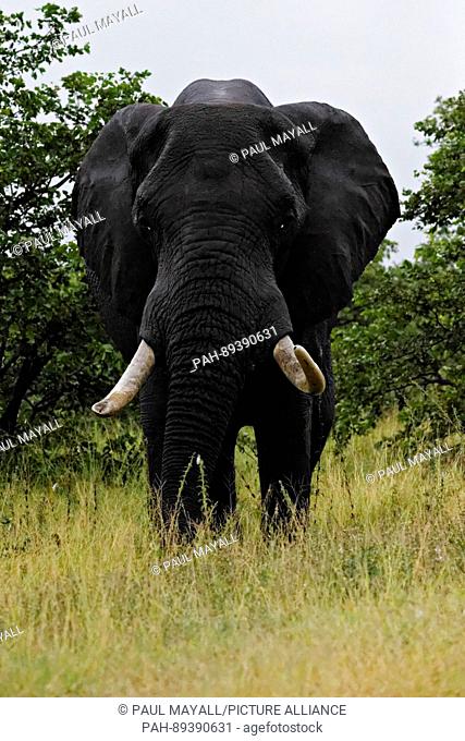 African Elephant Portrait ( Loxodonta africana ), Kruger National Park, South Africa | usage worldwide. - /South Africa/South Africa