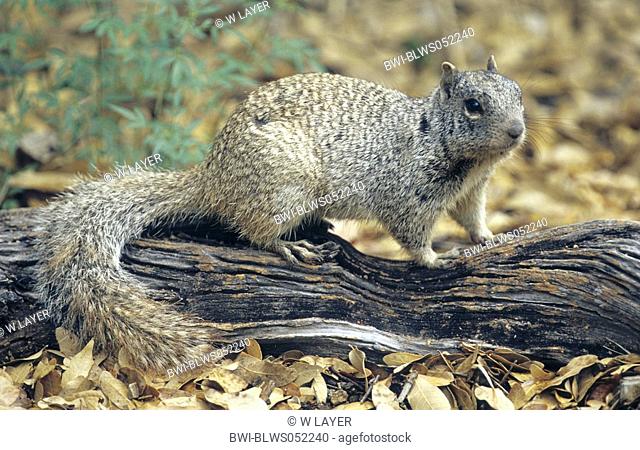 rock squirrel Citellus variegatus, on trunk