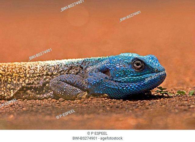 blue-throated agama Agama atricollis, Stellio atricollis, Acanthocercus atricollis, male, portrait, South Africa, Limpopo, Krueger National Park