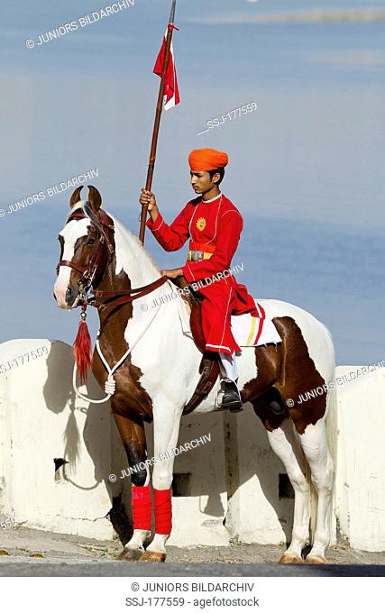 Marwari Horse. Lance-bearing cavalryman on a skewbald stallion
