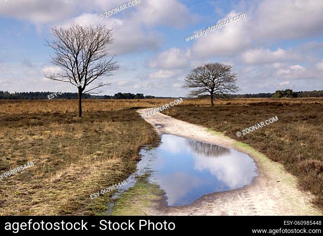 Sandy path with puddle in the North Brabant nature reserve the Regte Heide near Goirle