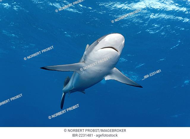 Silky shark (Carcharhinus falciformis) swimming in open water, Republic of Cuba, Caribbean, Caribbean Sea, Central America