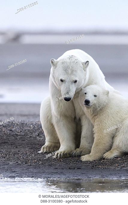 United States, Alaska, Arctic National Wildlife Refuge, Kaktovik, Polar Bear( Ursus maritimus ), along a barrier island outside Kaktovik, Alaska