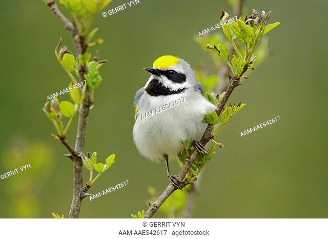 Adult male Golden-winged Warbler (Vermivora chrysoptera) in breeding plumage. St. Lawrence County, New York. May