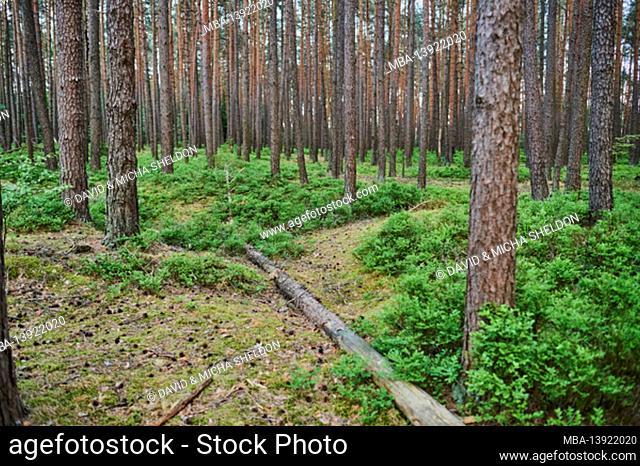 Pine forest (Pinus sylvestris) with fresh blueberry bushes (Vaccinium myrtillus), Bayern, Deutschland