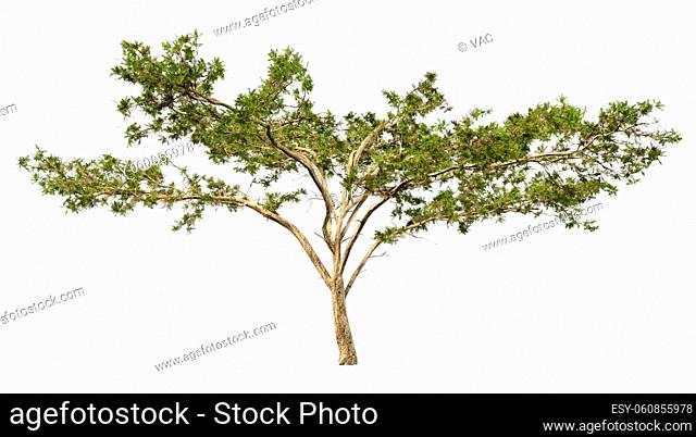 3D rendering of a green acacia tree isolated on white background