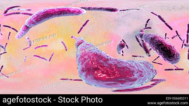 360-degree VR spherical panorama of bacteria Lactobacillus, 3D illustration. Normal flora of small intestine, lactic acid bacteria