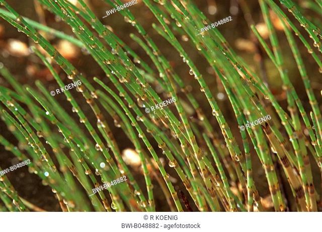 marsh horsetail Equisetum palustre, sprouts with raindrops, Germany