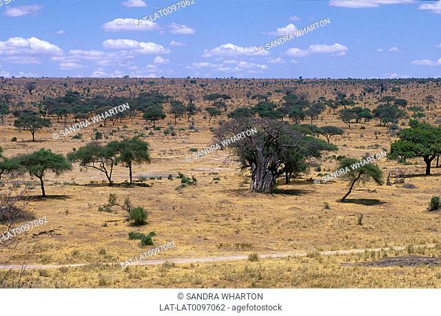 Tarangire National Park. Scenic view with trees