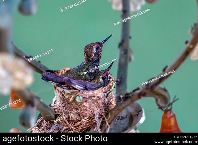 Two hummingbird chicks in the nest. The nest is made in a lamp