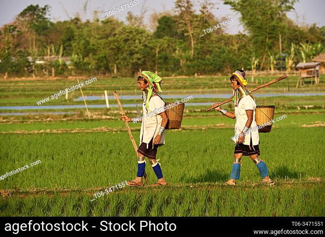2 Kayan Lahwi women with brass neck coils and traditional clothing in a rice field. The Long Neck Kayan (also called Padaung in Burmese) are a sub-group of the...