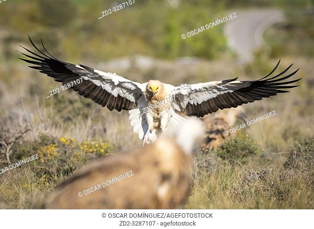 Egyptian vulture (Neophron percnopterus) landing on ground. Pre-Pyrenees. Lleida province. Catalonia. Spain. Endangered species