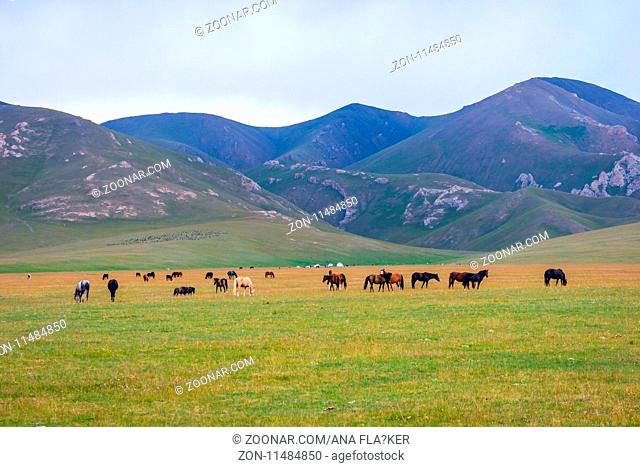 Herd of horses in misty green landscape by Song Kul lake, Kyrgyzstan