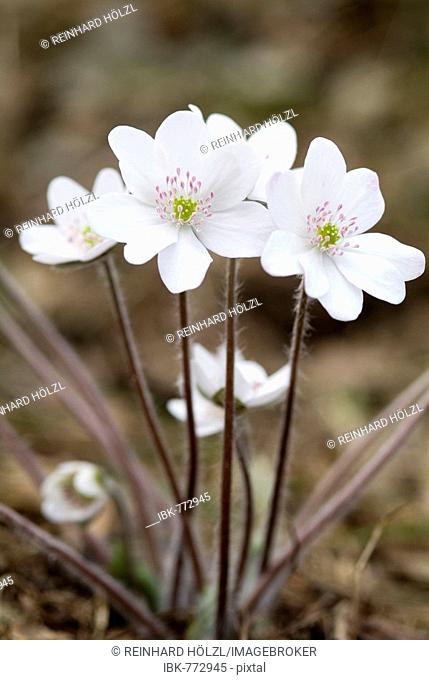 Kidneywort (Hepatica nobilis), Thaur, Tyrol, Austria, Europe