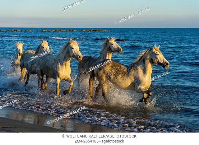 A group of Camargue horses in evening light is running through the shallow water along a beach on the Mediterranean Sea in the Camargue in southern France