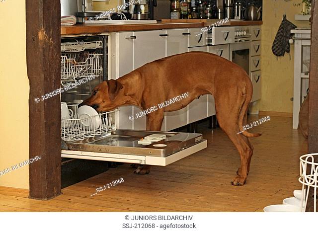 Rhodesian Ridgeback licking leftovers from a dish in a dishwasher. Germany