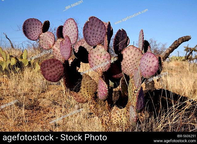 Engelmann's Hedgehog Cactus (Echinocereus engelmannii) habit, Arizona (U.) S. A. winter