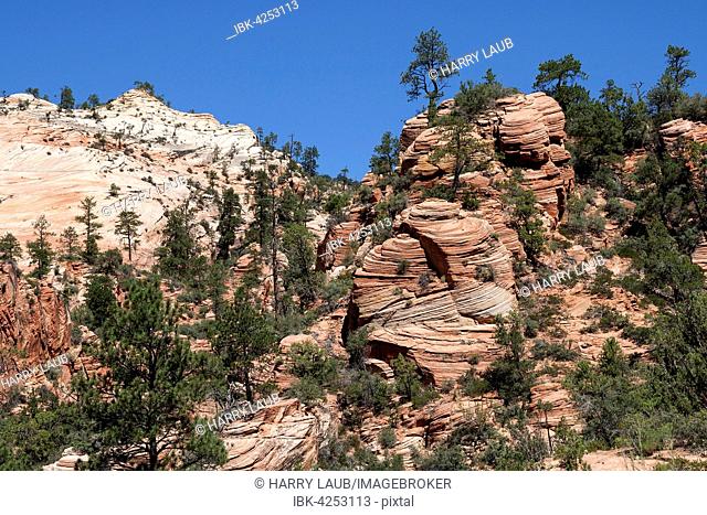 Sandstone rock formations at Canyon Overlook Trail, Zion National Park, Utah, USA