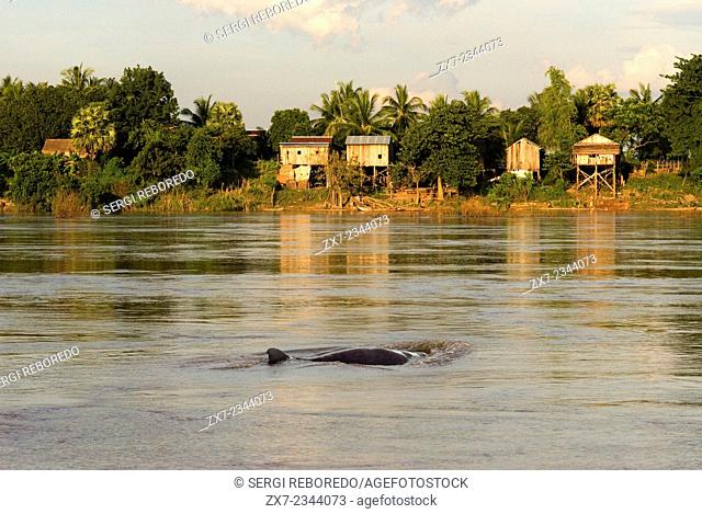 Mekong River near Kampi. Looking for some fresh water dolphins Irrawaddy . Kratie. Irrawaddy Dolphin Watching, The best spot to watch the dolphins is Kampi...