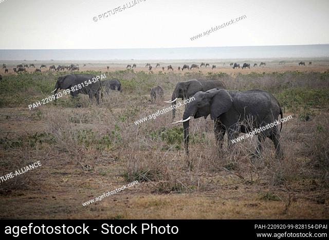 FILED - 23 August 2022, Kenya, Amboseli: Elephants walk at dawn through Amboseli National Park. A herd of wildebeest can be seen in the background