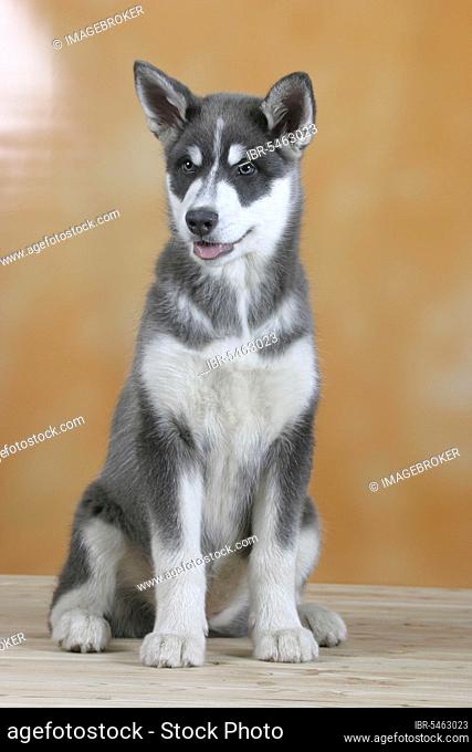 Alaskan Malamute, blue, puppy, 3 months