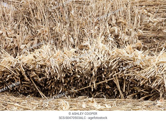 In Northern China once the corn has been harvested the stalks are dried and collected This is then used as the main fuel by peasant farmers for burning on their...