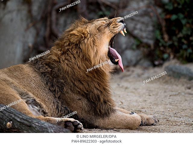 dpatop - A lion yawns lazily at the Wilhelma Zoo in Stuttgart, Germany, 4 April 2017. Photo: Lino Mirgeler/dpa | usage worldwide