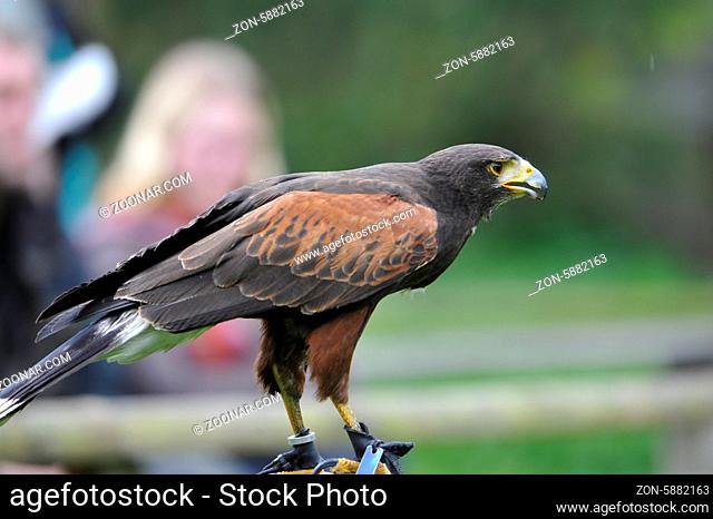 Falconry in Germany
