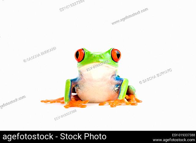 frog on white