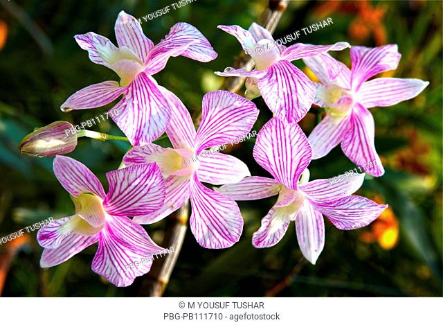 Orchid Himantoglossum adriaticum flower, Bangladesh