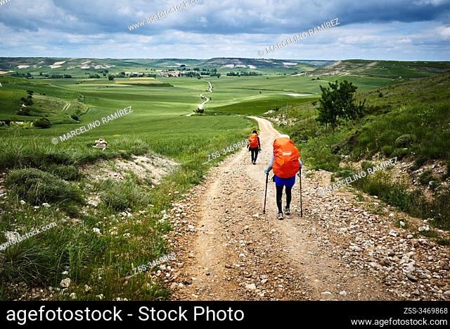 The path broadens horizons over the Burgos paramo. Near Hornillos del Camino, Burgos, Castile and Leon, Spain, Europe