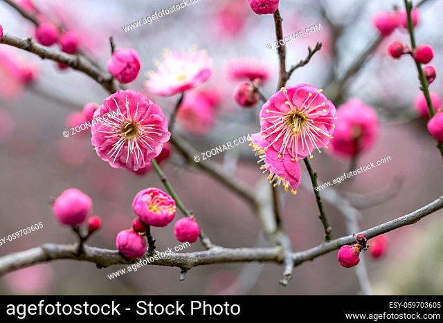 beautiful red plum blossoming in winter