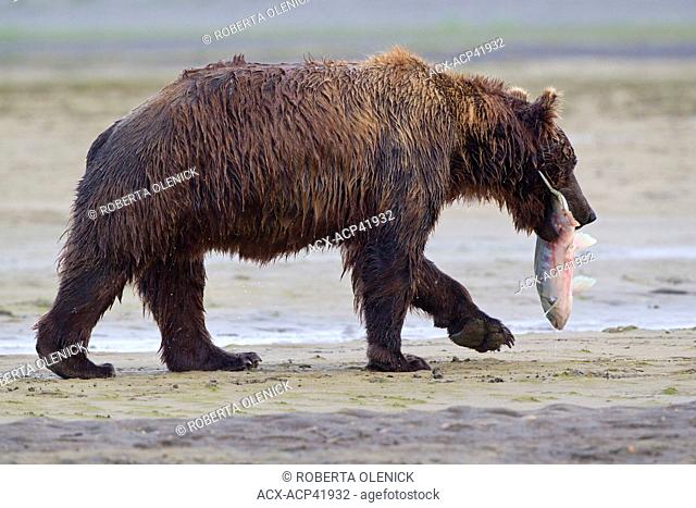 Grizzly bear/Alaska brown bear Ursus arctos horribilis, with chum salmon Oncorhynchus keta, Hallo Bay, Katmai National Park, Alaska, United States of America