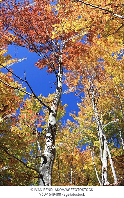 The Colors of Autumn, Rila Mountains, Bulgaria