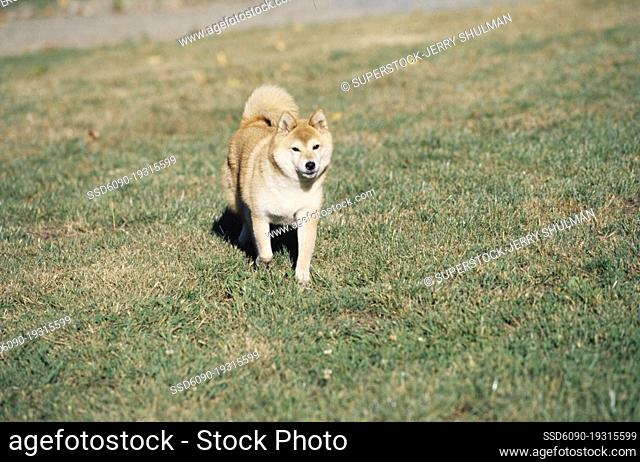 A Shiba Inu walking through a grassy field