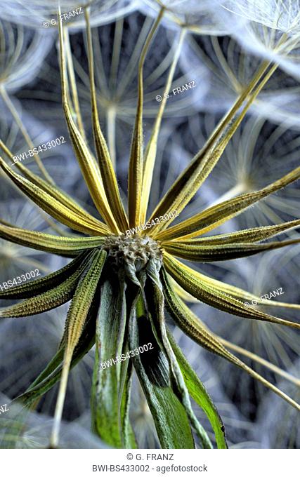 meadow goat's beard, jack-go-to-bed-at-noon, meadow salsifify (Tragopogon pratensis), fruits