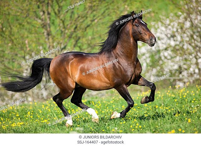 Lusitano horse on meadow
