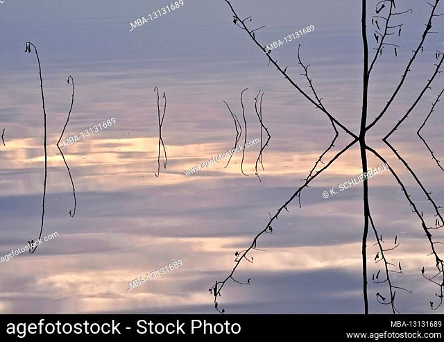 Europe, Germany, Hesse, Marburger Land, Swan Lake near Kirchhain, water reflection from plant stems