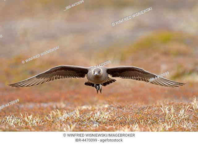 Long-tailed skua or long-tailed jaeger (Stercorarius parasiticus) in flight, dark specimen, Varanger, Norway