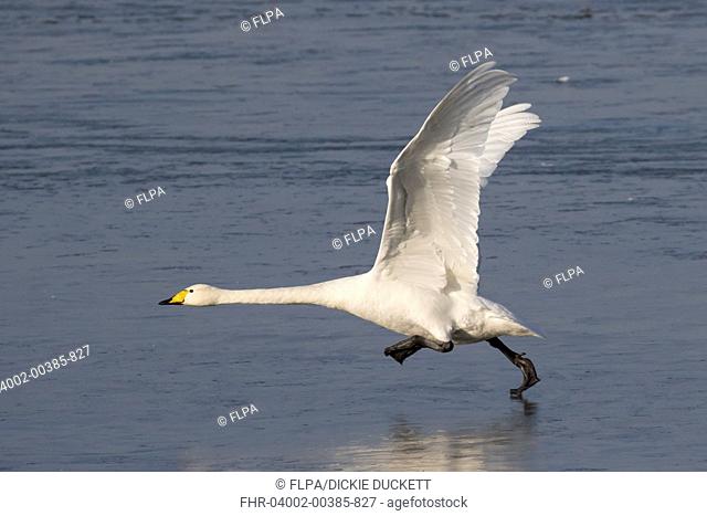 Whooper Swan (Cygnus cygnus) adult, running and taking off from ice, Welney W.W.T., Ouse Washes, Norfolk, England, January