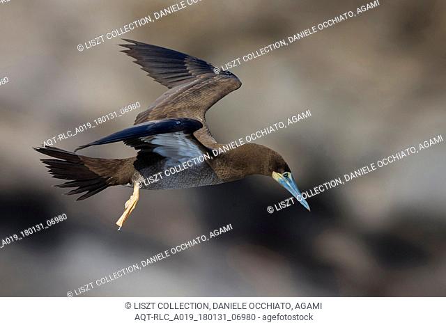 Brown Booby in flight, Brown Booby, Sula leucogaster