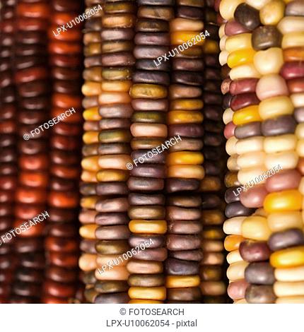 Close-up of three multicolored ears of Indian corn