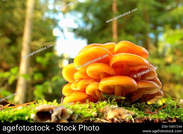Family of mushrooms on a tree trunk